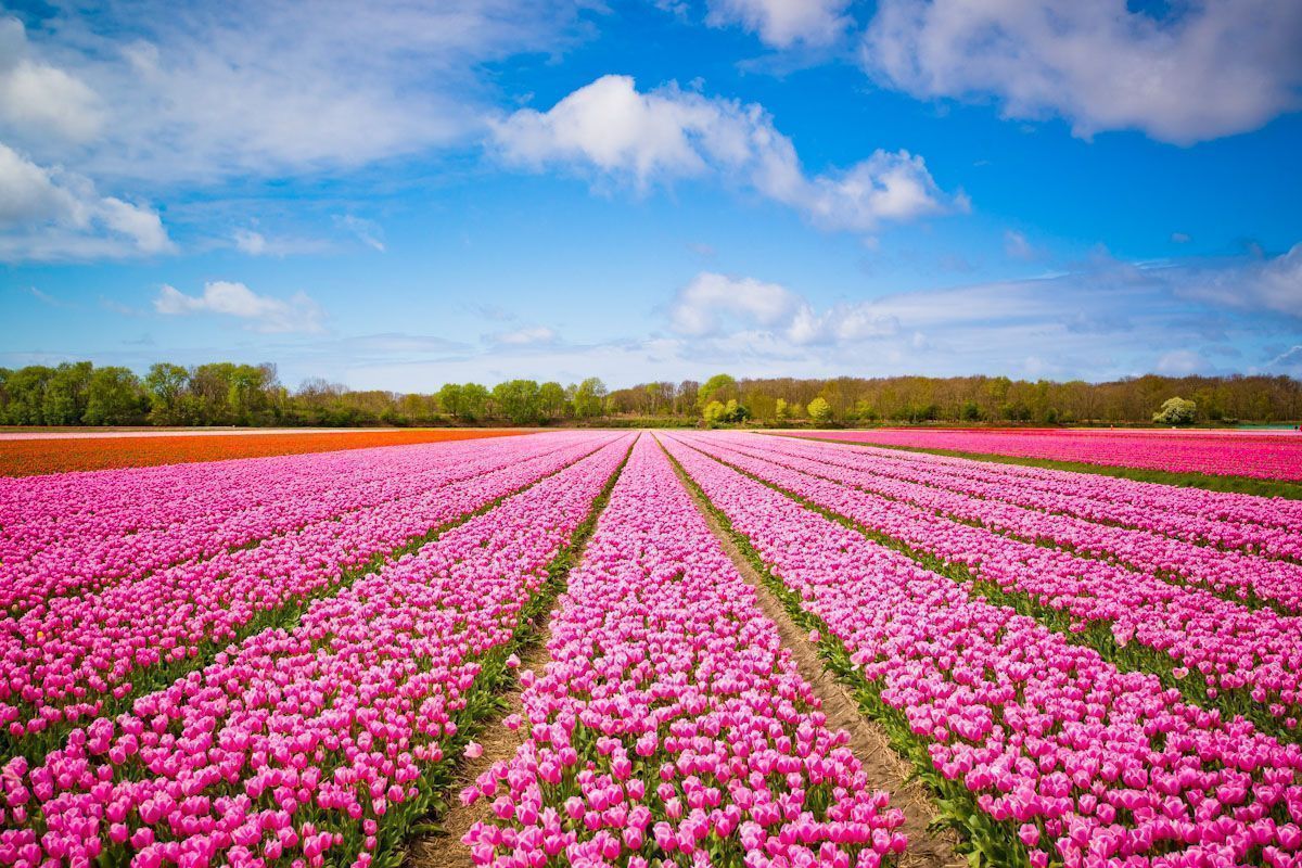 zwiedzanie objazdowe platinum amsterdam poczdam festiwal tulipanów miasto pałaców poczdam keukenhof funclub-6