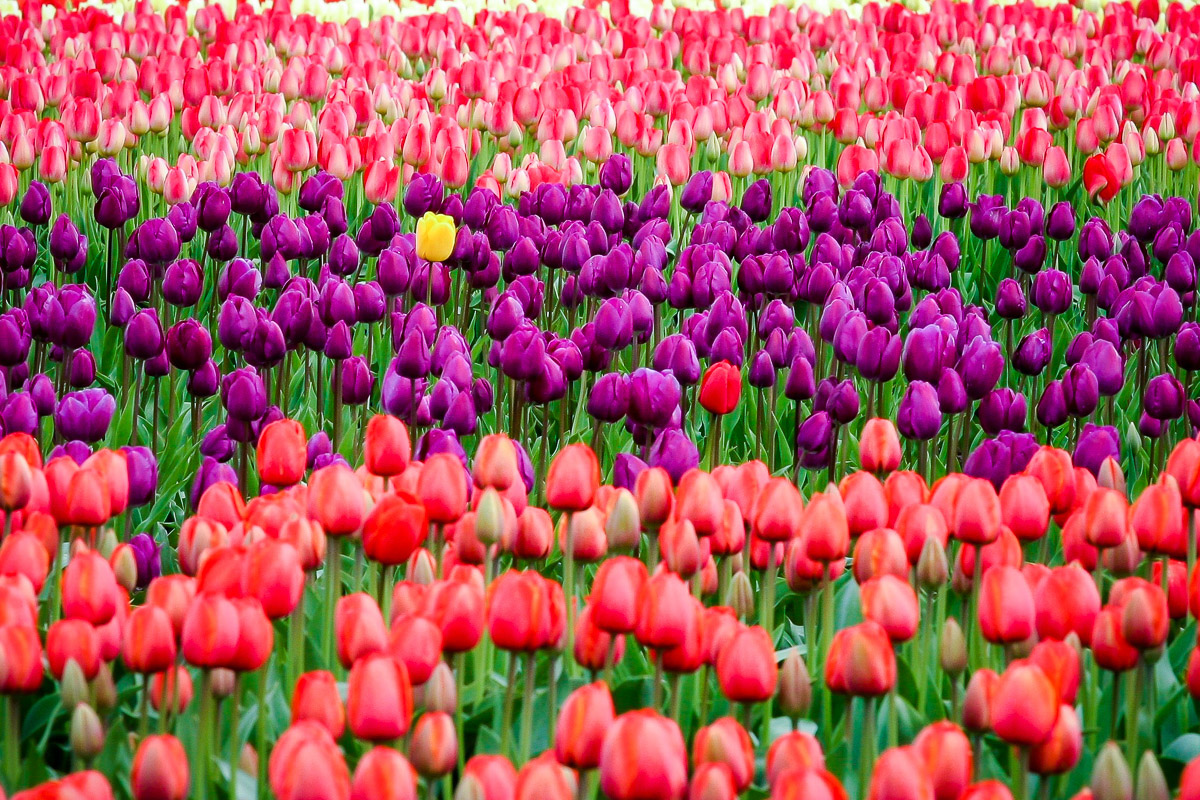wyjazdy weekendowe holandia amsterdam festiwal tulipanów keukenhof funclub-1
