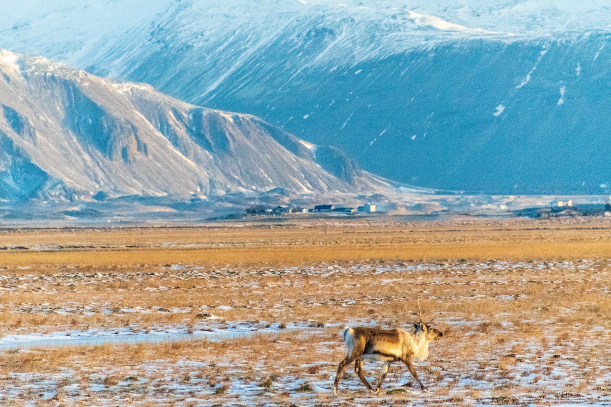 Telephoto of Reindeers near tbe Flaajokull Glacier in southern iceland.